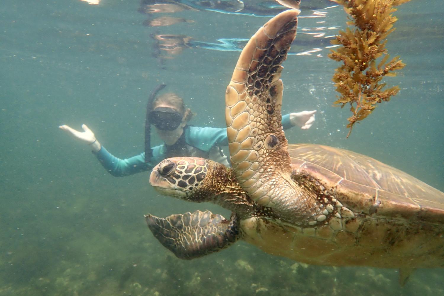 一名<a href='http://1zae.hwanfei.com'>bv伟德ios下载</a>学生在Galápagos群岛游学途中与一只巨龟游泳.